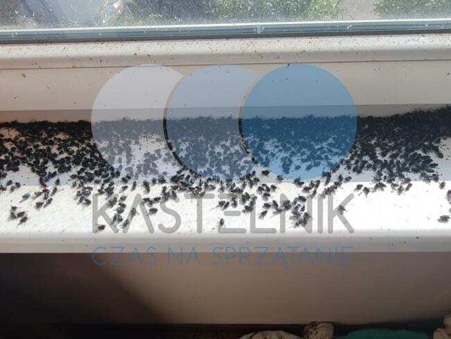 Sprzątanie po zmarłych, zgonach Koluszki - Kastelnik