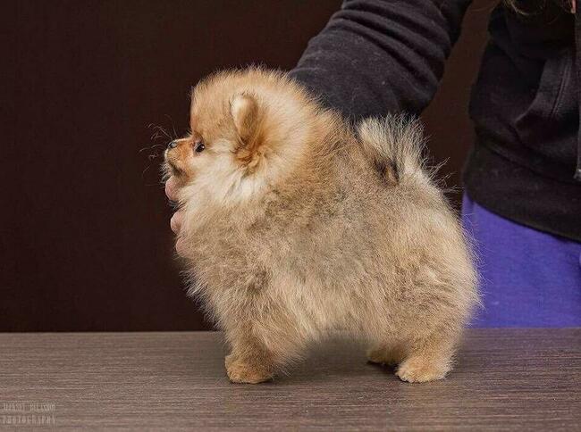 Mądre i cudowne szczeniaczki Pomeranian - szpic miniaturowy