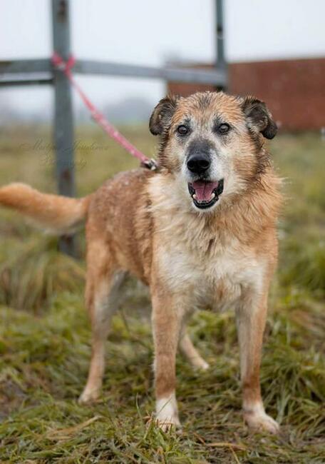 Starszy psiak kochający ludzi szuka PILNIE dobrego domku