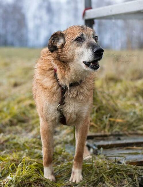 RUFUS psi senior wesoły kochający ludzi czeka na nowy domek
