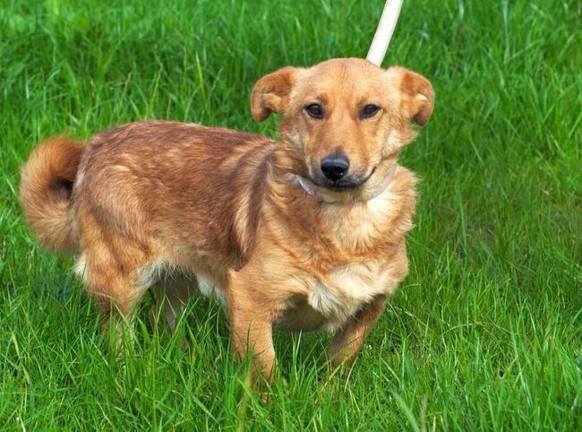 RUDZIK cudowny psiak stracił swojego opiekuna pokochaj go