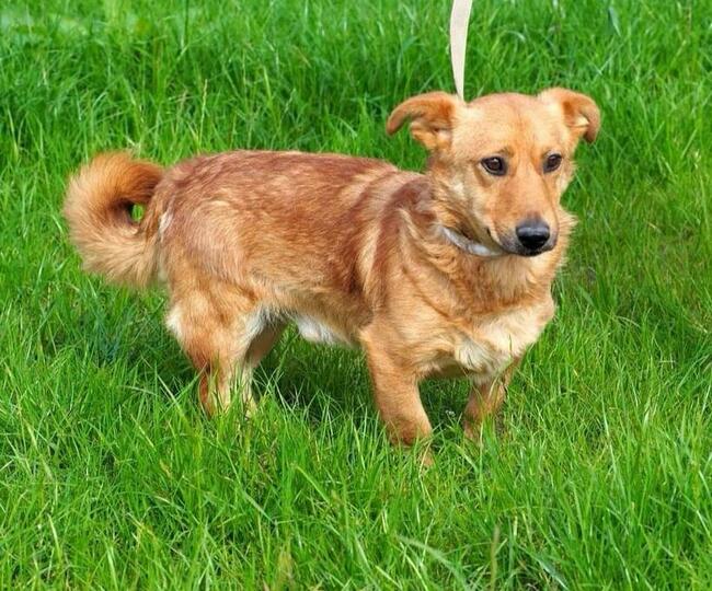 Cudowny przytulasek kochający ludzi szuka PILNIE dobrego dom