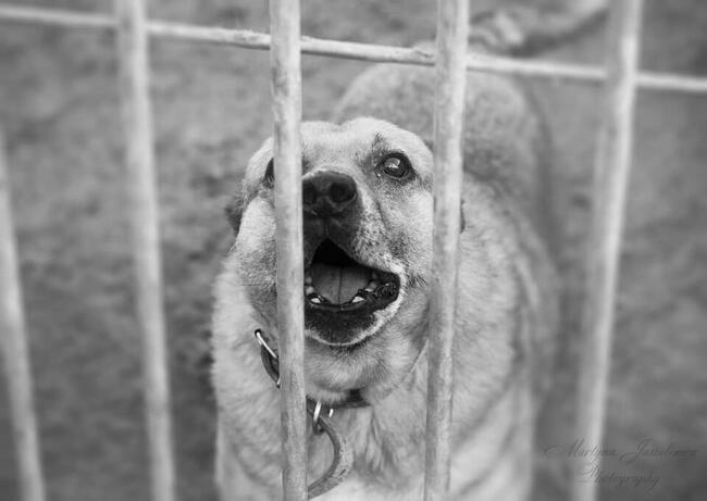 Wesoły staruszek BŁAGA o kochający domek na resztę życia