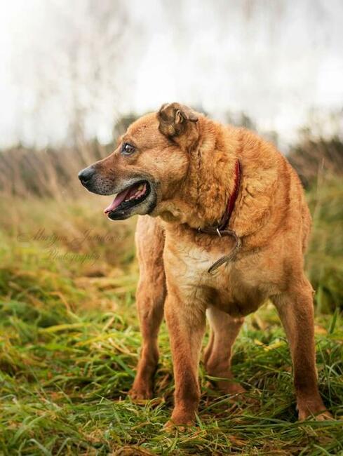 Wesoły staruszek BŁAGA o kochający domek na resztę życia