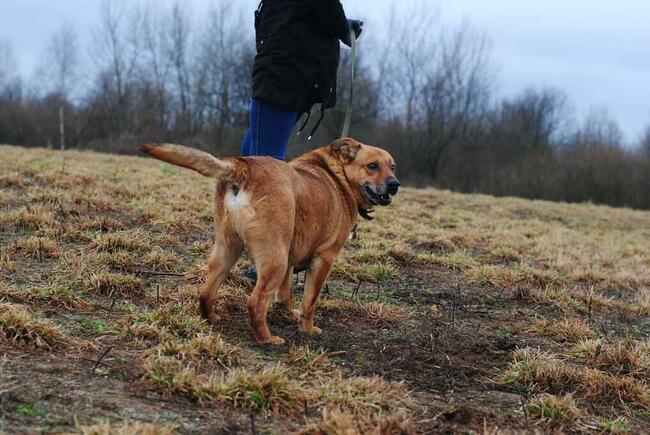 Wesoły staruszek BŁAGA o kochający domek na resztę życia