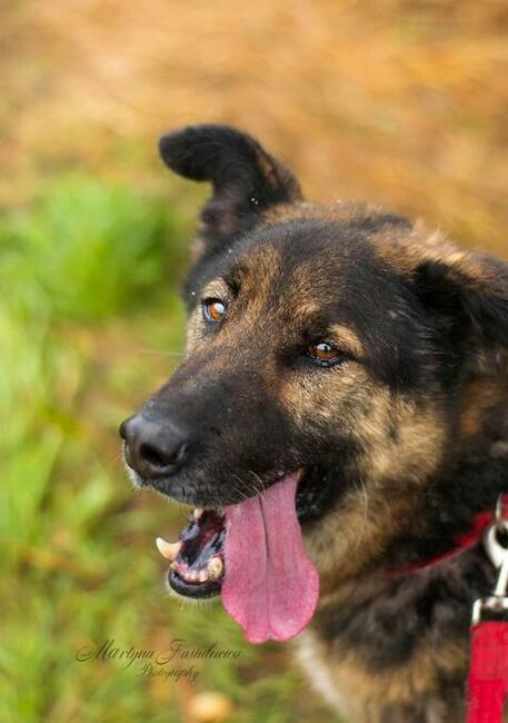 Pogodny energiczny psiak szuka PILNIE kochającego domku