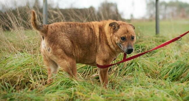 Wesoły staruszek BŁAGA o kochający domek na resztę życia