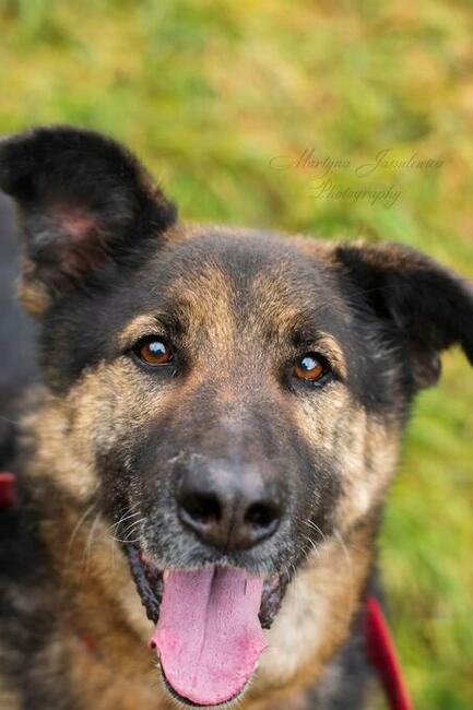OGON cudowny przyjacielski psiak szuka PILNIE dobrego domku