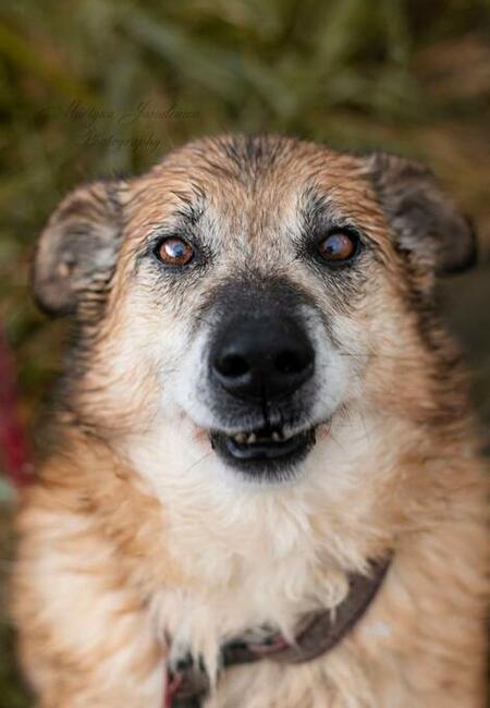 RUFUS psi senior wesoły kochający ludzi czeka na nowy domek