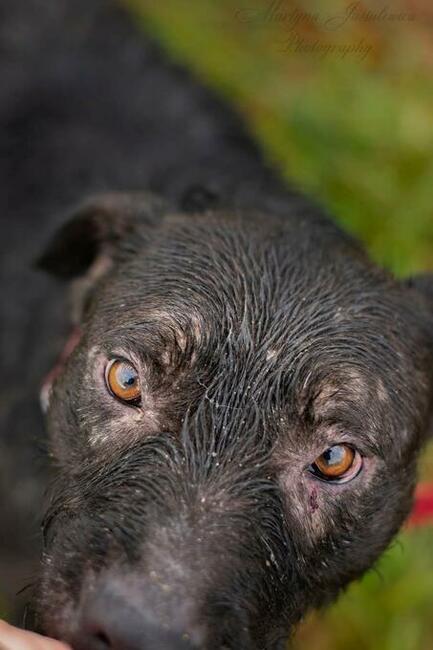 Wesoły energiczny piesek szuka PILNIE kochającego domku