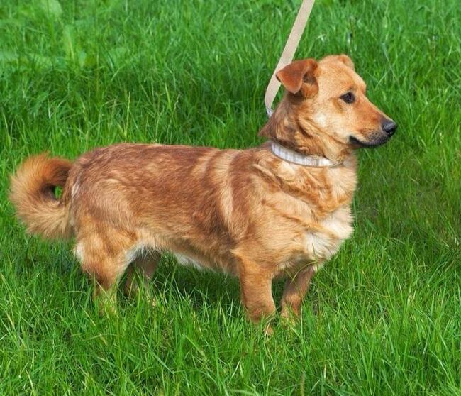 RUDZIK cudowny psiak stracił swojego opiekuna pokochaj go