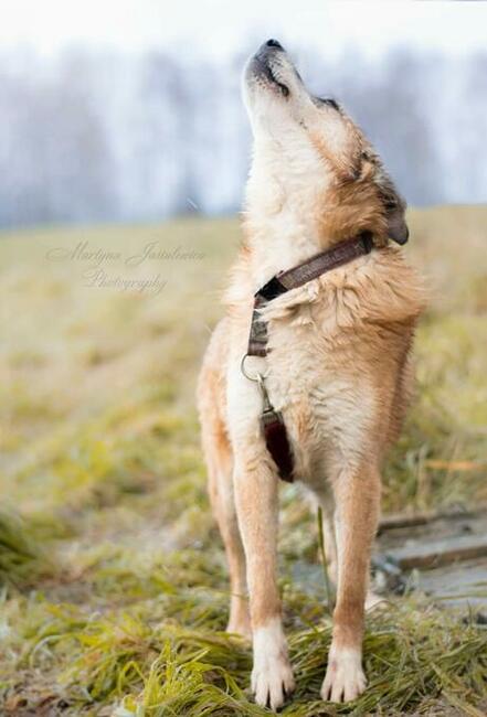 RUFUS psi senior wesoły kochający ludzi czeka na nowy domek