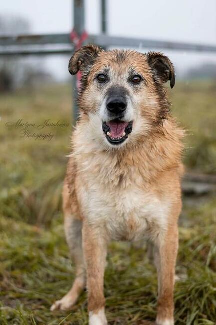 Starszy psiak kochający ludzi szuka PILNIE dobrego domku