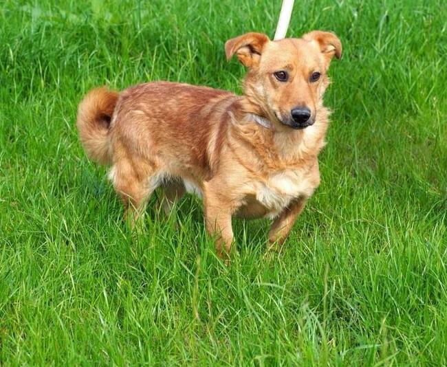 Cudowny przytulasek kochający ludzi szuka PILNIE dobrego dom