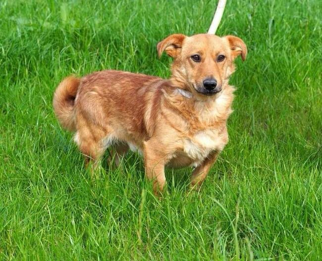 RUDZIK cudowny psiak stracił swojego opiekuna pokochaj go