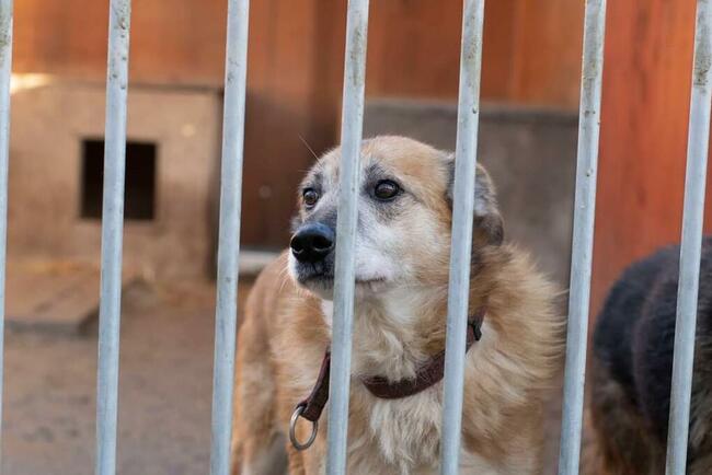 RUFUS psi senior wesoły kochający ludzi czeka na nowy domek