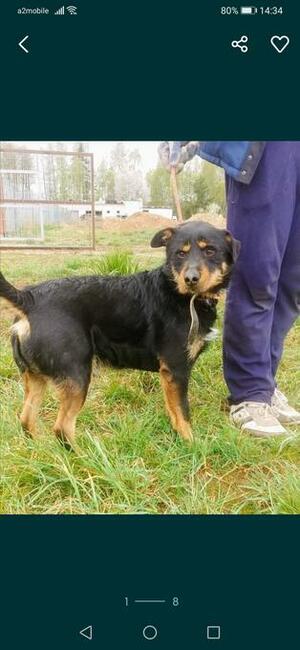 PONGO kochany rezolutny psiak poleca się do adopcji