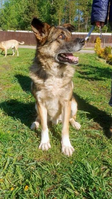 ARNOLD grzeczny bezproblemowy psiak czeka na wymarzony domek