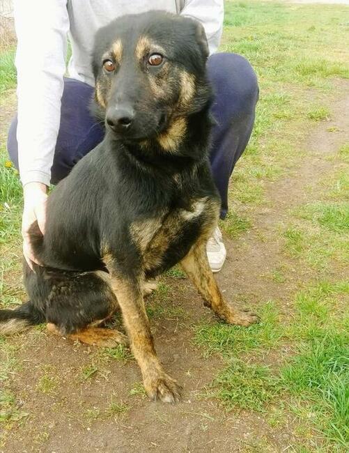 Piękny smutny psiak kochający ludzi szuka PILNIE domku