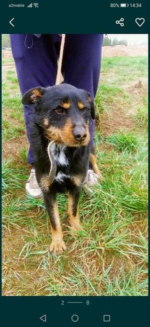 PONGO kochany rezolutny psiak poleca się do adopcji