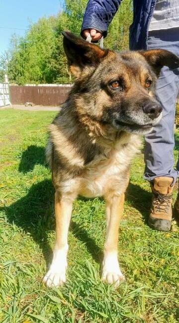 ARNOLD grzeczny bezproblemowy psiak czeka na wymarzony domek