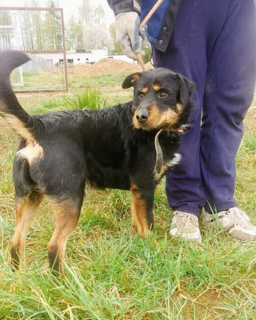 PONGO kochany rezolutny psiak poleca się do adopcji