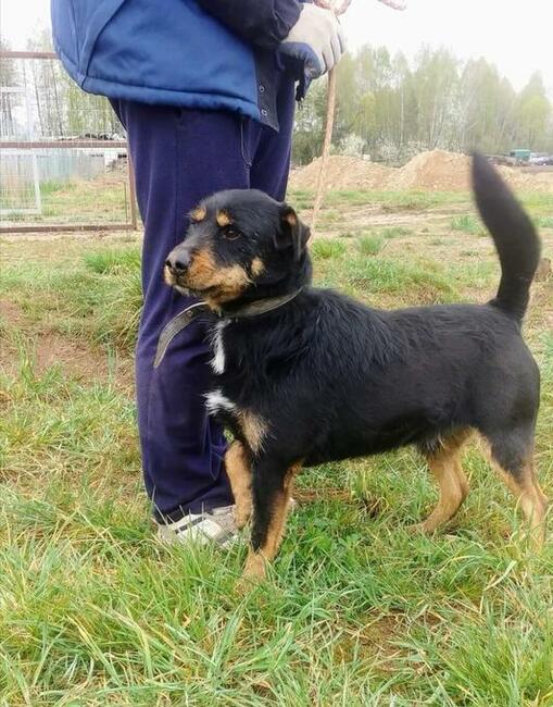 PONGO kochany rezolutny psiak poleca się do adopcji