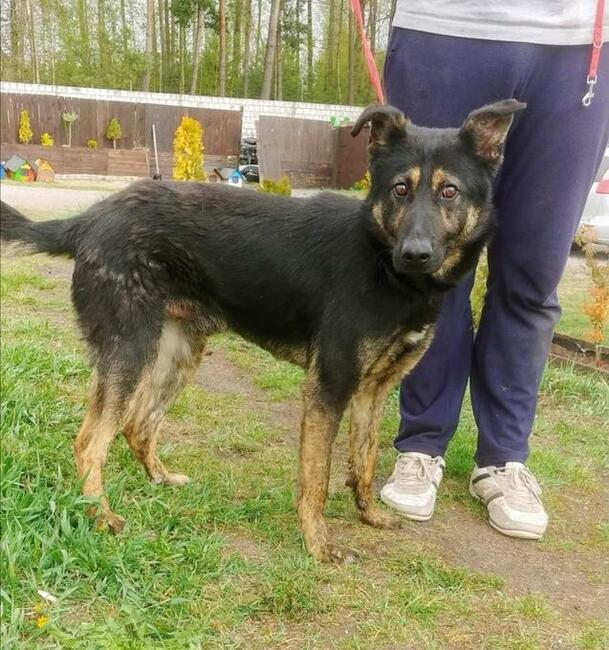 Piękny smutny psiak kochający ludzi szuka PILNIE domku