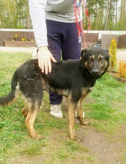 Piękny smutny psiak kochający ludzi szuka PILNIE domku