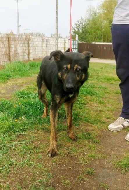 Piękny smutny psiak kochający ludzi szuka PILNIE domku