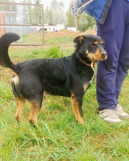 PONGO kochany rezolutny psiak poleca się do adopcji
