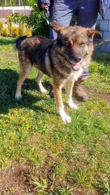 ARNOLD grzeczny bezproblemowy psiak czeka na wymarzony domek