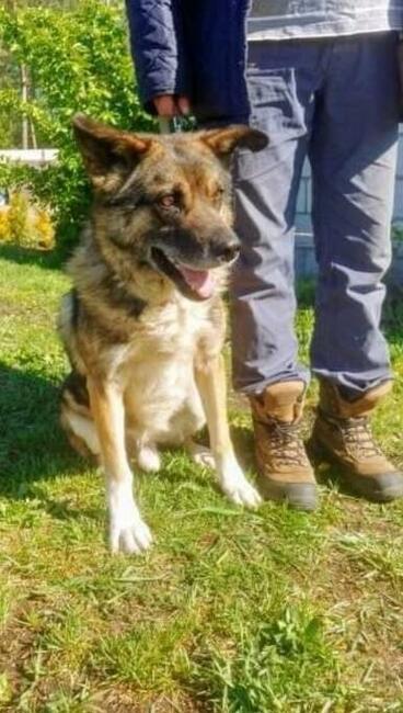 ARNOLD grzeczny bezproblemowy psiak czeka na wymarzony domek