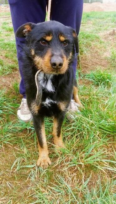 PONGO kochany rezolutny psiak poleca się do adopcji