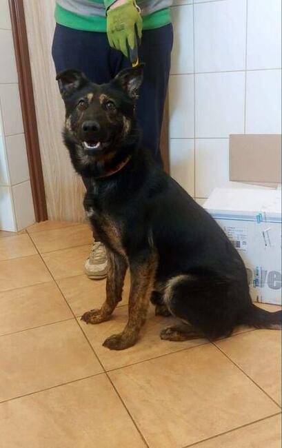 Piękny smutny psiak kochający ludzi szuka PILNIE domku