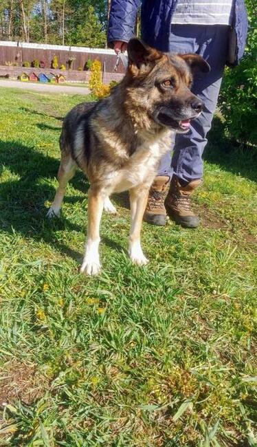 ARNOLD grzeczny bezproblemowy psiak czeka na wymarzony domek