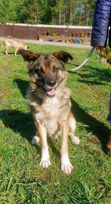 ARNOLD grzeczny bezproblemowy psiak czeka na wymarzony domek