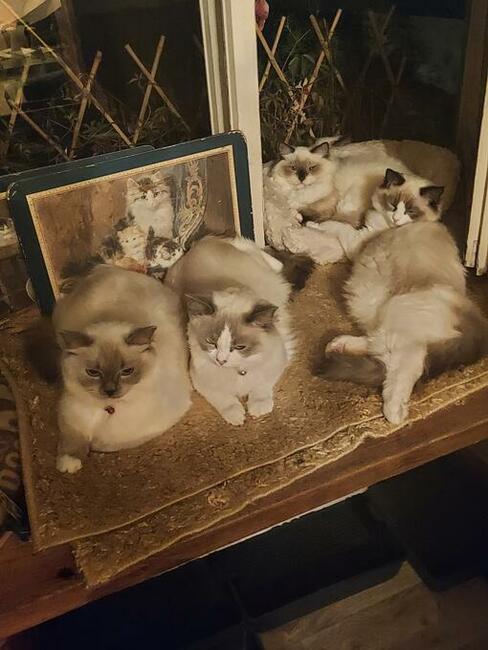 Ragdoll - Rodowód WCF/PZF legalna hodowla-Gdansk