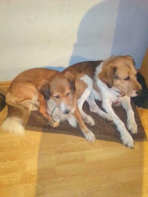 OPIEKA DLA ZWIERZĄT ŁÓDŹ całodobowa