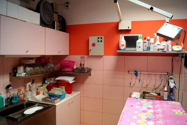 Gabinet Weterynaryjny zatrudni lekarza weterynarii-aktualne