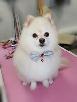 Psi fryzjer groomer strzyżenie psów -Poznań Rataje 508132952