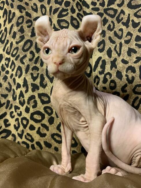 Najpiękniejszy, najładniejszy • Warszawa