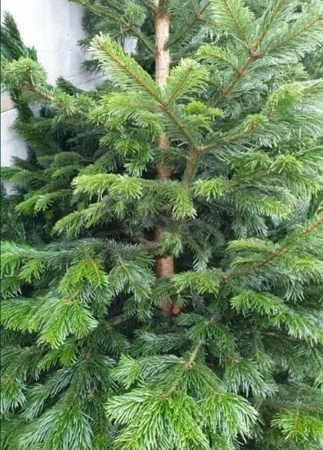 Hurt - Choinki świąteczne Jodła Kaukaska z Danii. Tylko 29zł