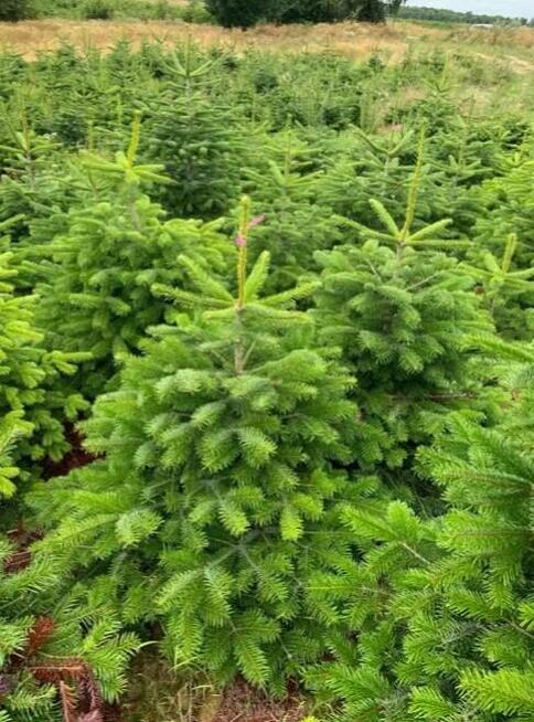 Hurt - Choinki świąteczne Jodła Kaukaska z Danii. Tylko 29zł