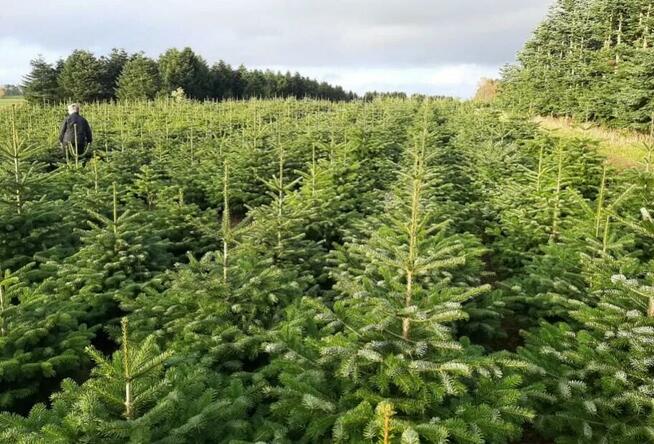 Hurt - Choinki świąteczne Jodła Kaukaska z Danii. Tylko 29zł