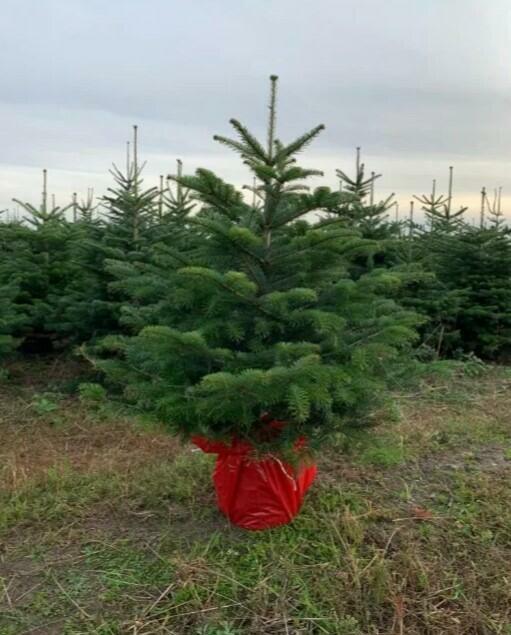 Hurt - Choinki świąteczne Jodła Kaukaska z Danii. Tylko 29zł