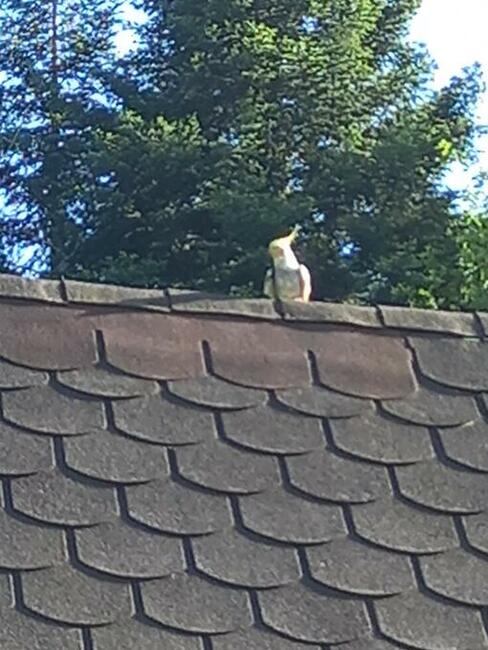 zaginęła papuga nimfa