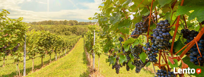 Włochy - Wycieczka objazdowa Buongiorno Firenze!