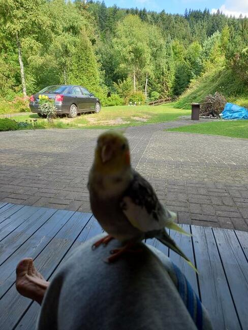 zaginęła papuga nimfa