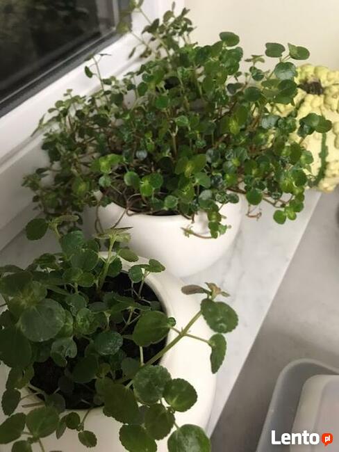 Kule ceramiczne do ogrodu